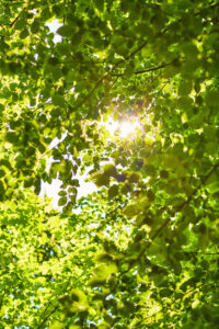 Sunlight shining through green leaves